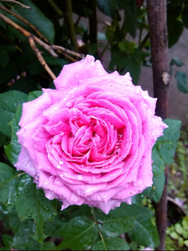 六月的花1.jpg