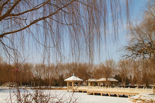 雪后公园  陆家生.JPG