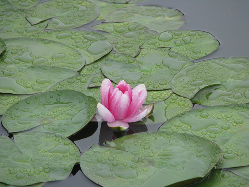 出水芙蓉 辛建国.jpg